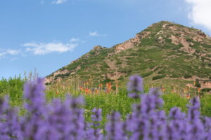 4 Great Things to Do in Salt Lake City in Spring